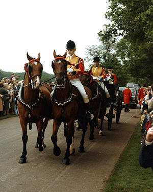 carriage horses at Dukes Lane