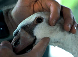 Mute Swan's eye examined