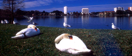 Two English Mute Swans take a casual nap