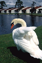 English Mute Swan