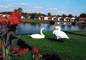 English Mute Swans
