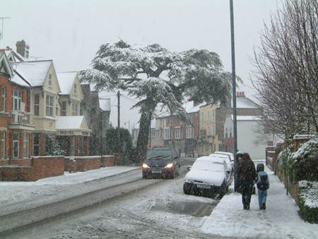 Cedar Tree 2007 Snow