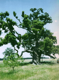 Oak Trees in the Park, old and young!