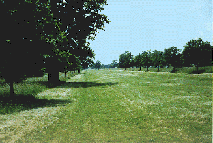 Queen Anne's Ride looking towards Ascot