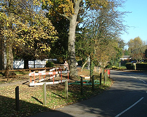 Tree damaged by cable laying