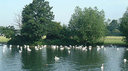 Swans at Windsor Reach - July 2000