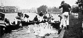 Swan uppers on promenade