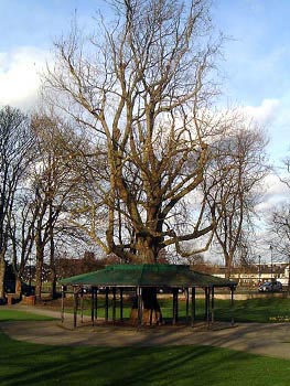 Edward VII Coronation Tree