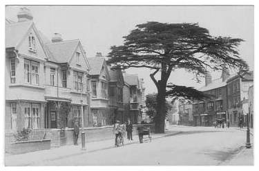 Cedar Tree circa 1910