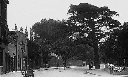 St Leonards Road Cedar Tree 2