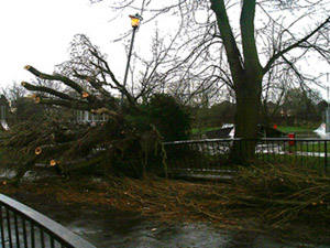 Poplar down at Vansittart Rec 02 Feb 02