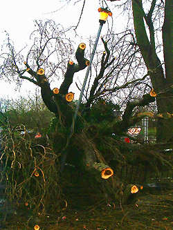 Poplar down at Vansittart Rec 02 Feb 02